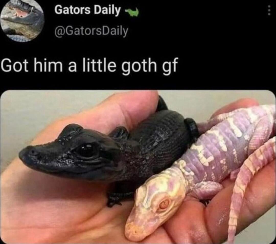 N Gators Daily 4 EEIEVEN Got him a little goth gf
