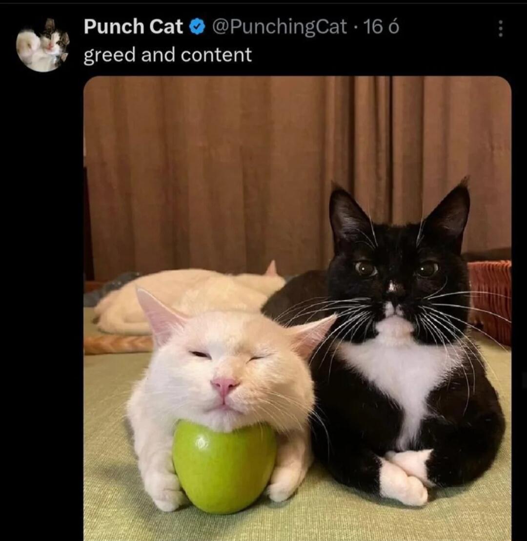 Punch Cat PunchingCat 16 6 greed and content