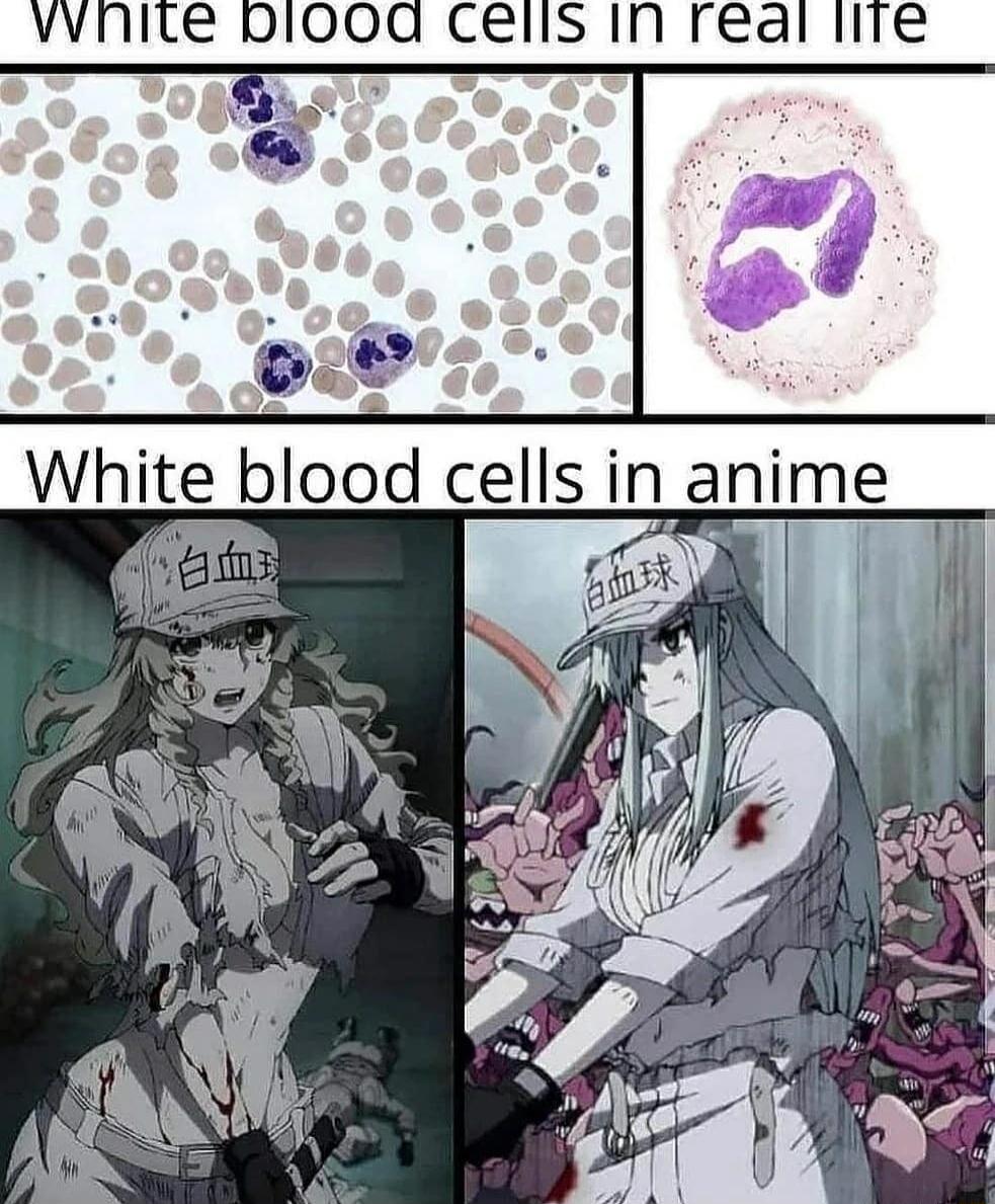 vvnite D100a cells 1n real lire 08N o White blood cells in anime 4