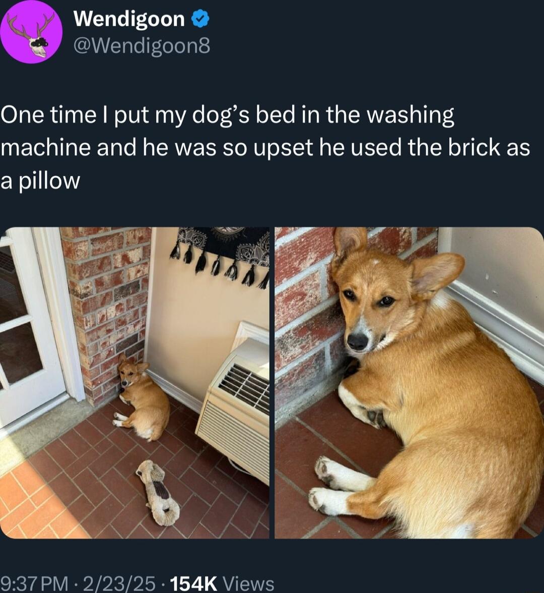 Wendigoon Wendigoon8 One time put my dogs bed in the washing machine and he was so upset he used the brick as a pillow 937PM 22325 154K Views