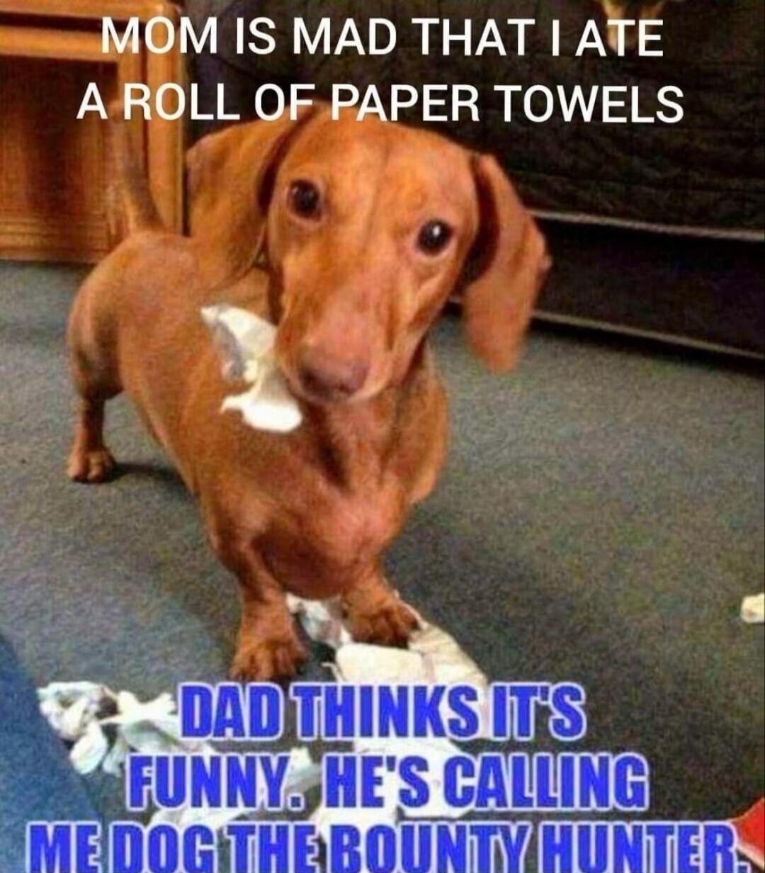 MOM IS MAD THAT I ATE A ROLL OF PAPER TOWELS DAD THINKS IT'S FUNNY. HE'S CALLING ME DOG THE BOUNTY HUNTER.