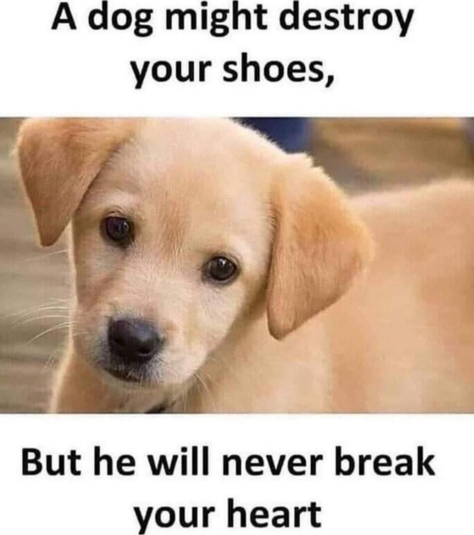 A dog might destroy your shoes,
But he will never break your heart