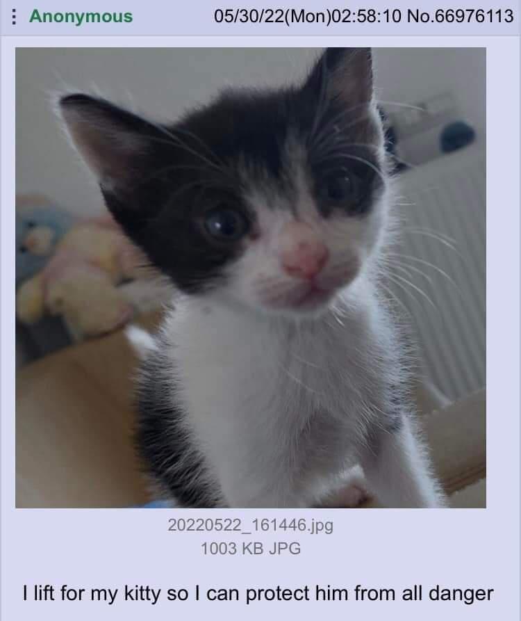 Anonymous 053022Mon025810 No66976113 20220522_161446 jpg 1003 KB JPG lift for my kitty so can protect him from all danger