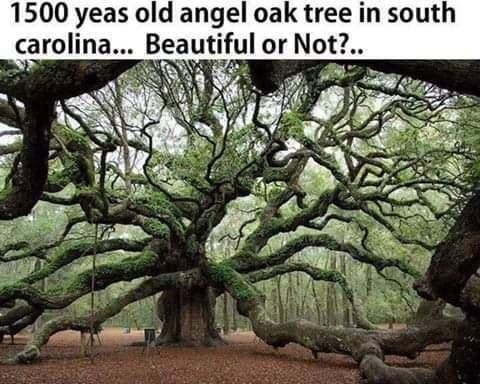 1500 yeas old angel oak tree in south Beautiful or Not