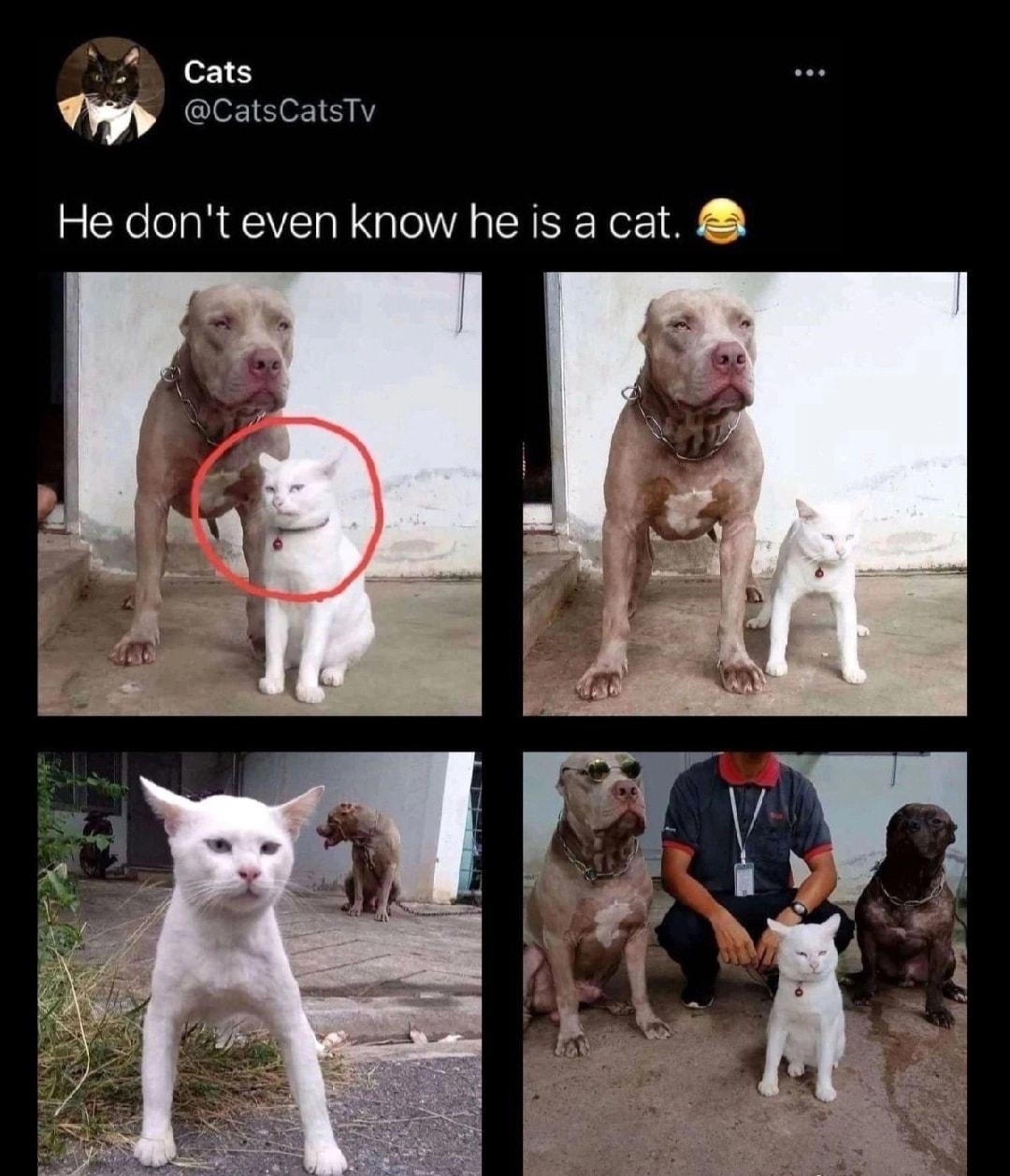 cats vm CatsCatsTv He dont even know he is a cat