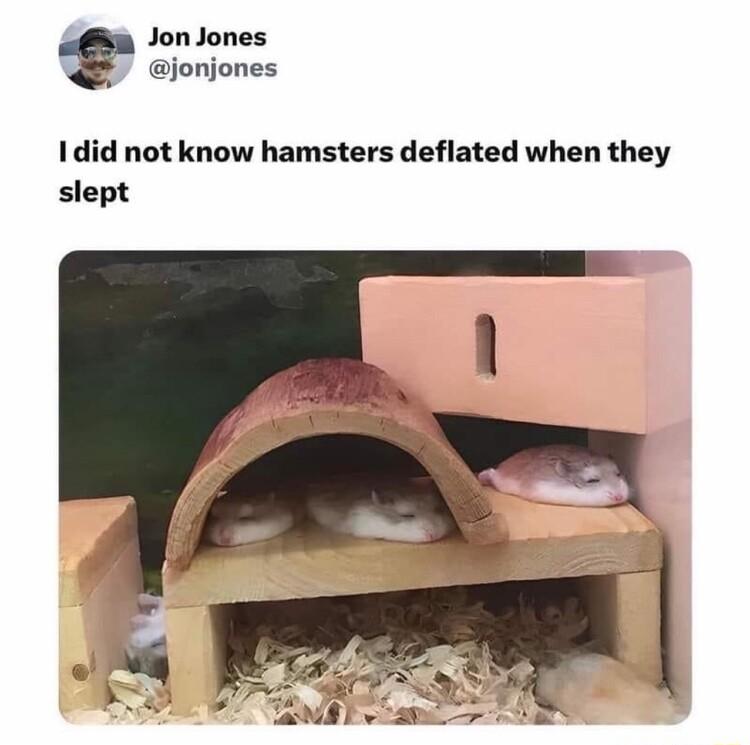 Jon Jones jonjones Idid not know hamsters deflated when they slept