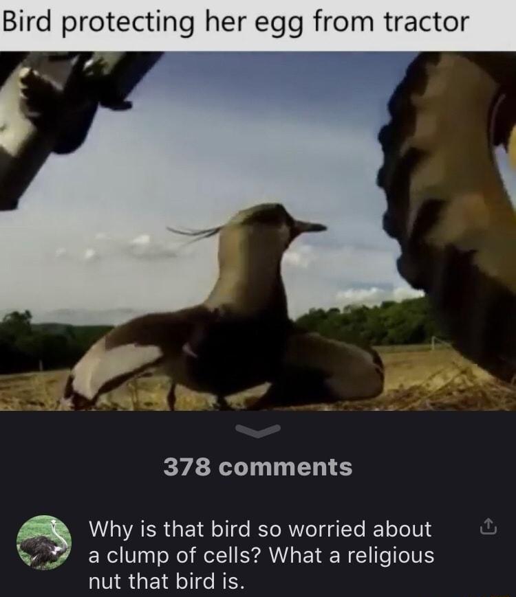 Bird protecting her egg from tractor 378 comments Why is that bird so worried about a clump of cells What a religious S GE T RER