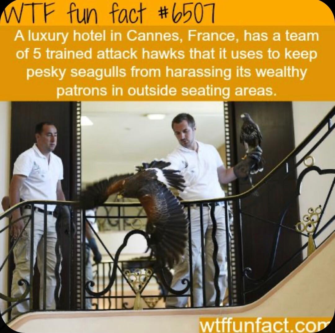 WTF fun fact 6507 R
