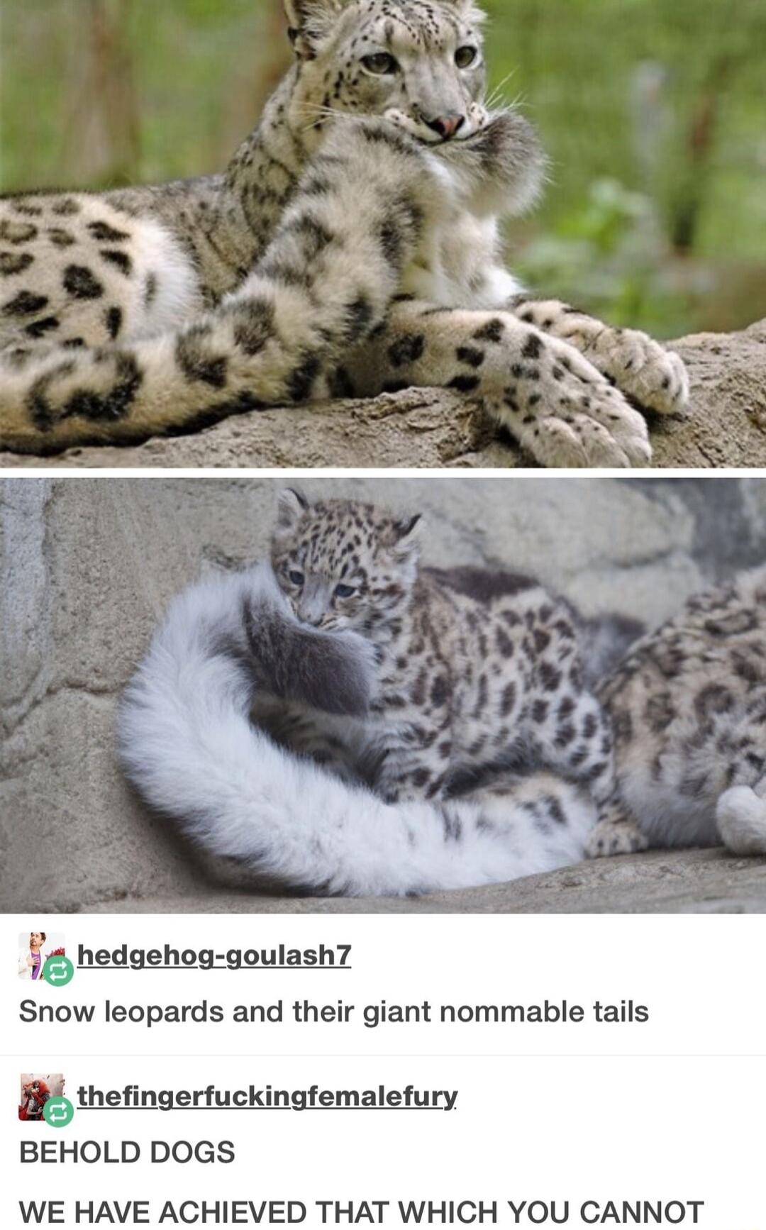 2hedaehog goulash Snow leopards and their giant nommable tails thenemckmemalem BEHOLD DOGS WE HAVE ACHIEVED THAT WHICH YOU CANNOT