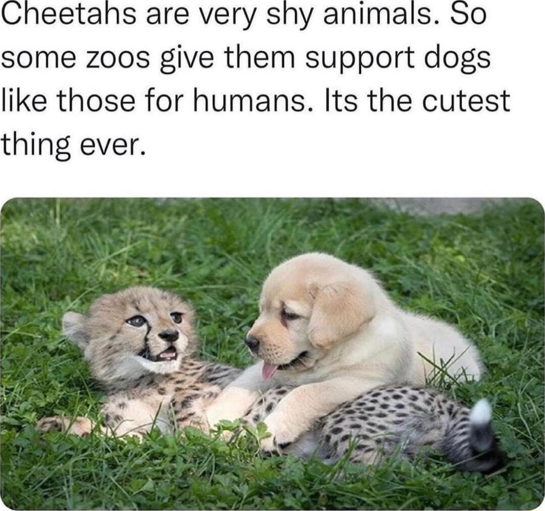 eetahs are very shy animals some zoos give them support dogs like those for humans Its the cutest thing ever