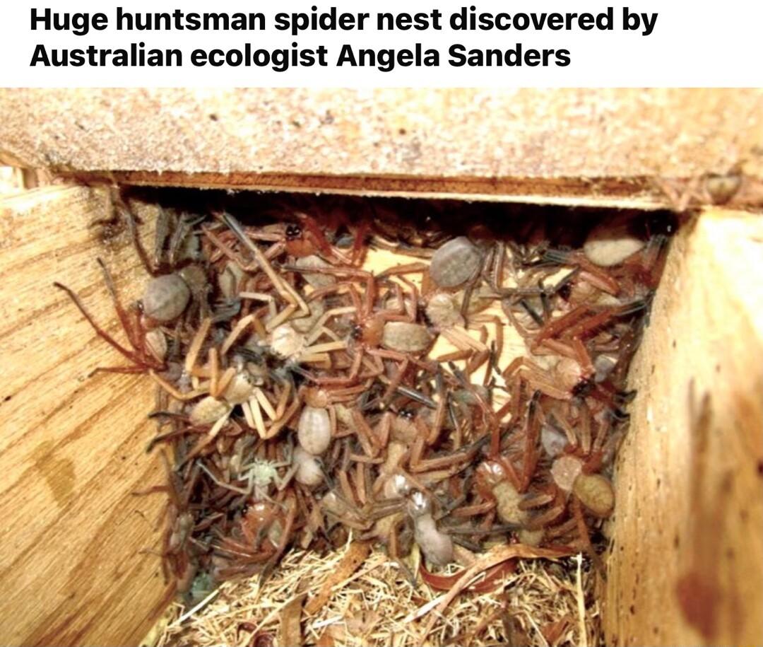 Huge huntsman spider nest discovered by Australian ecologist Angela Sanders