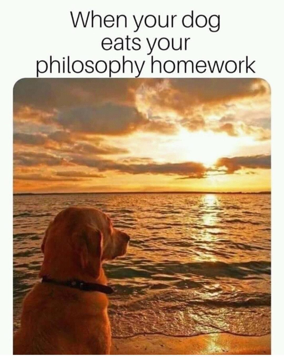 When your dog eats your philosophy homework