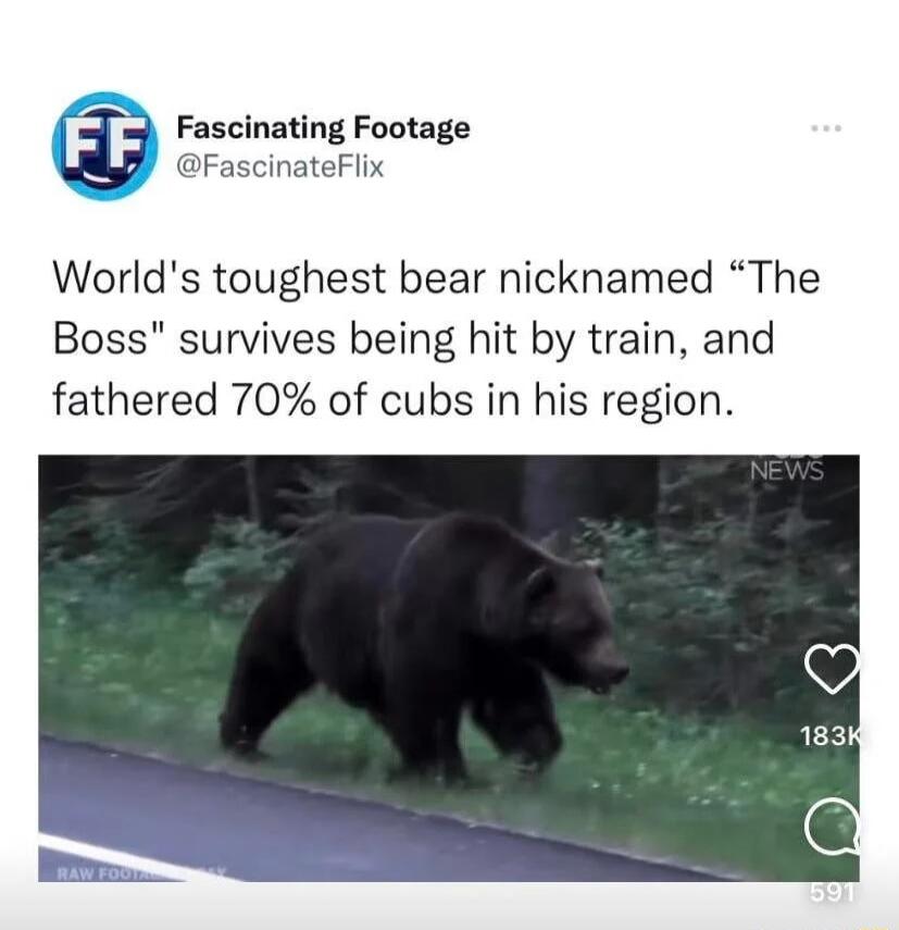 Fascinating Footage FascinateFlix Worlds toughest bear nicknamed The Boss survives being hit by train and fathered 70 of cubs in his region