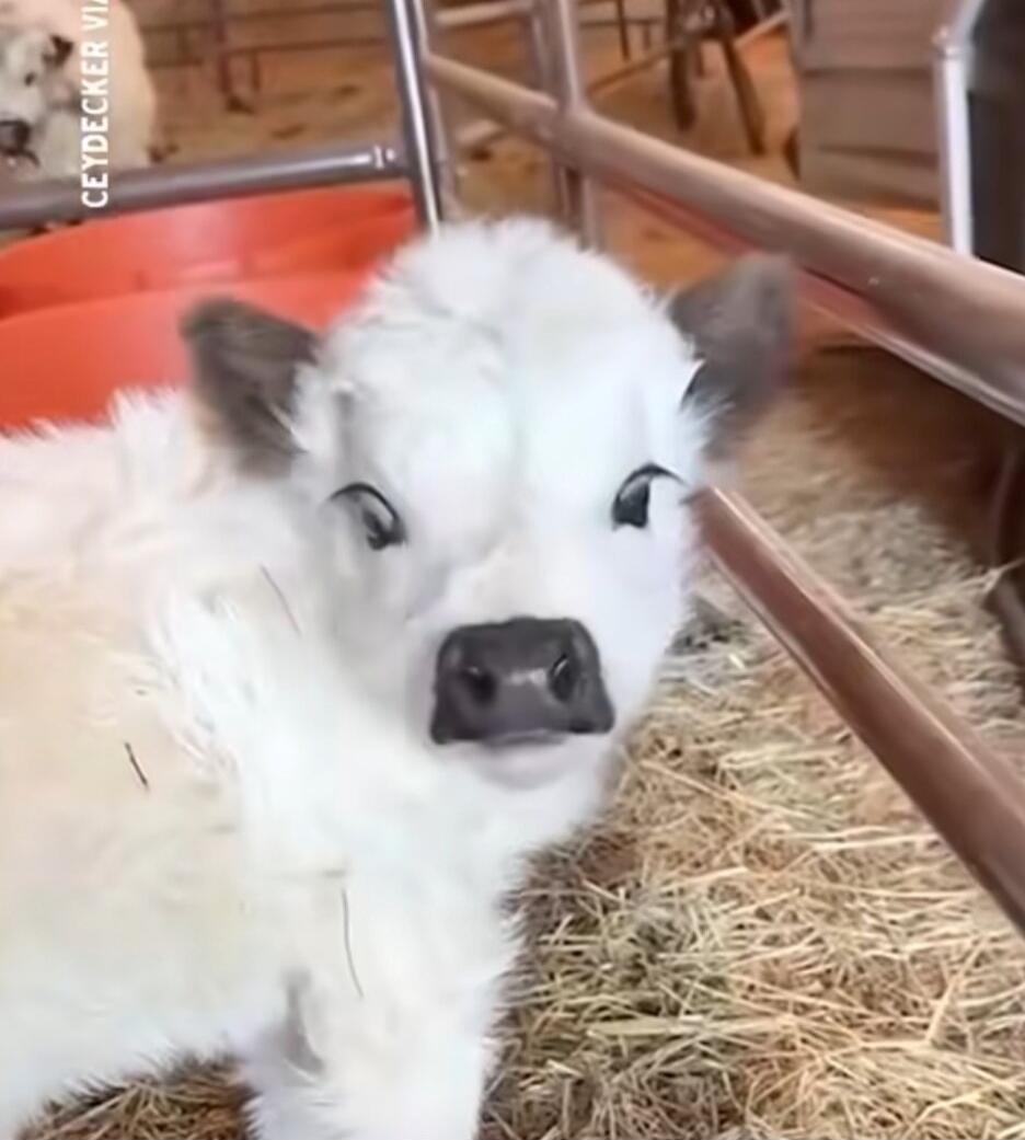 A fluffy white piglet with dark ears and nose, standing in straw inside a pen.