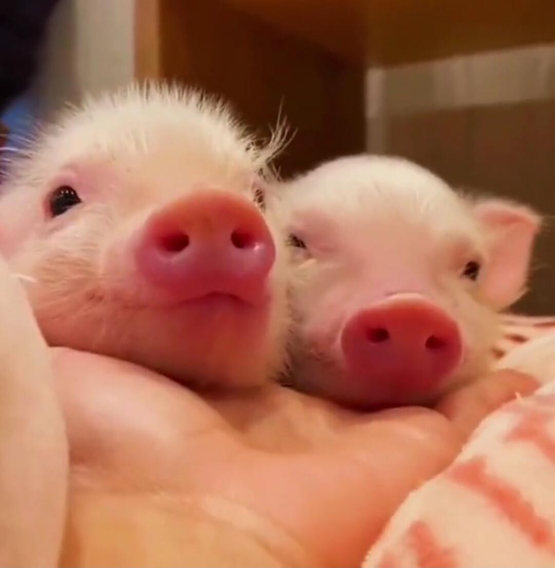 Two piglets resting closely together, snuggling.