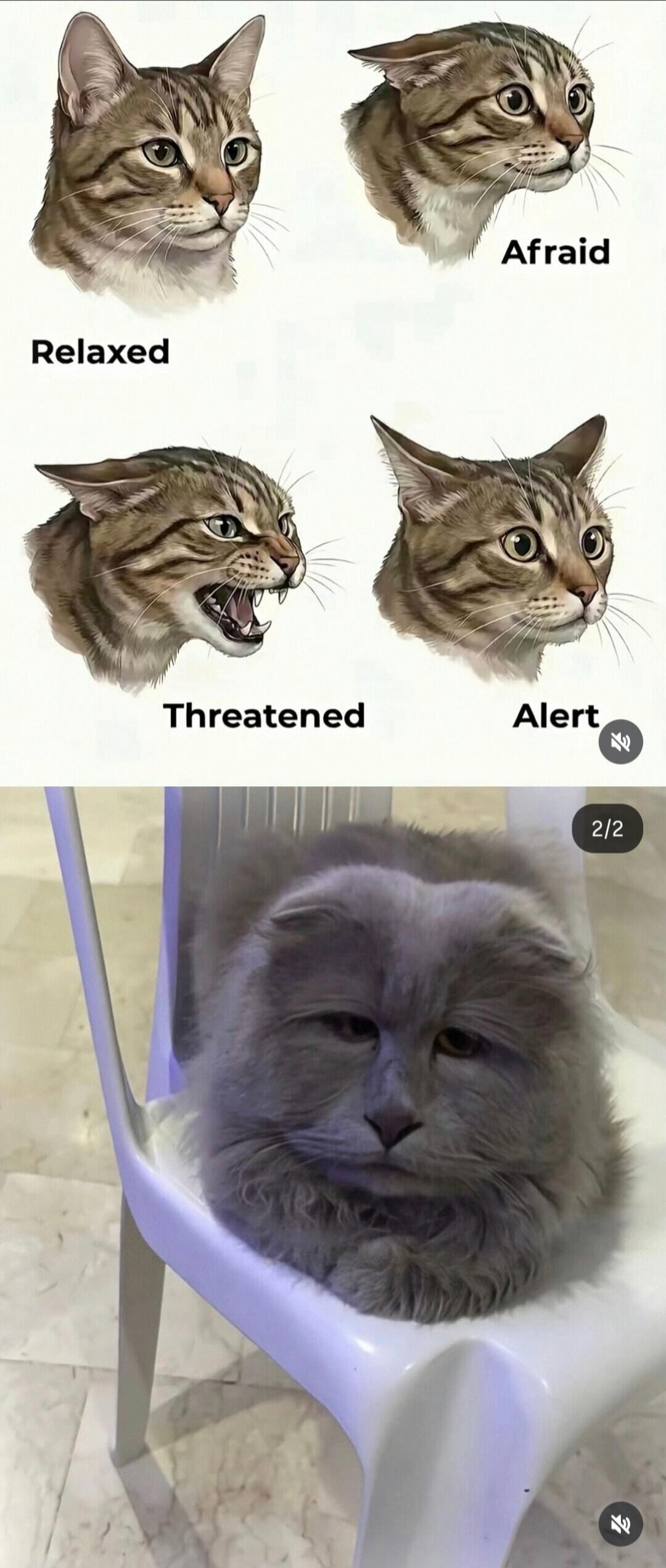 Relaxed Afraid Threatened Alert 2/2