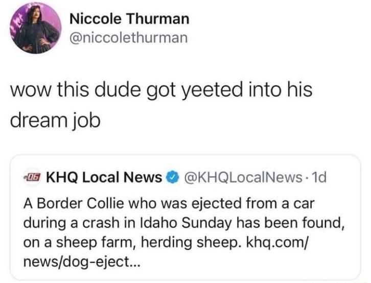 Niccole Thurman niccolethurman wow this dude got yeeted into his dream job KHQ Local News KHQLocalNews 1d A Border Collie who was ejected from a car during a crash in Idaho Sunday has been found on a sheep farm herding sheep khgcom newsdog eject