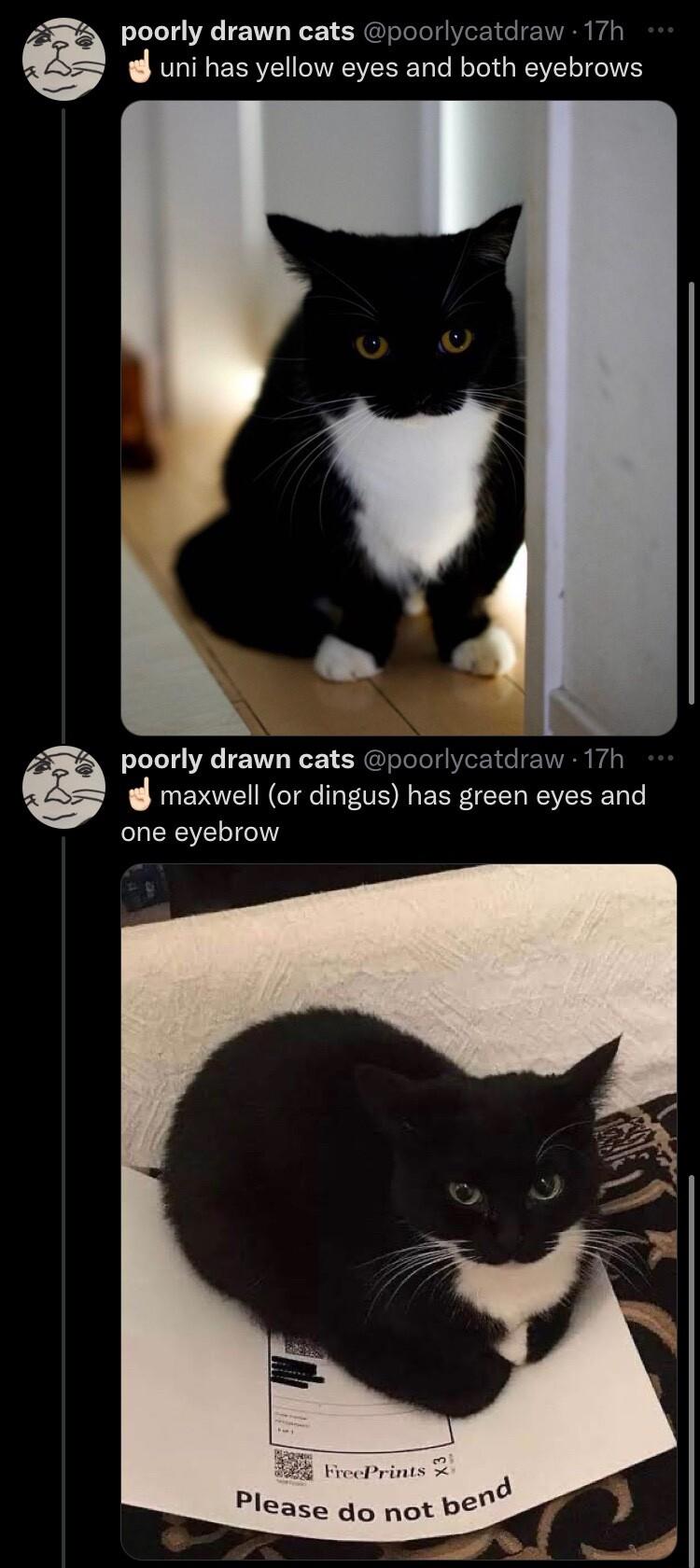 poorly drawn cats poorlycatdraw 17h uni has yellow eyes and both eyebrows poorly drawn cats poorlycatdraw 17h maxwell or dingus has green eyes and one eyebrow