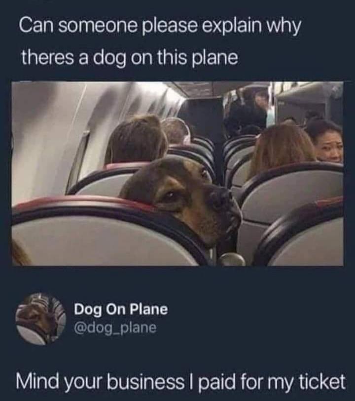Can someone please explain why theres a dog on this plane. Dog On Plane @dog_plane. Mind your business I paid for my ticket.