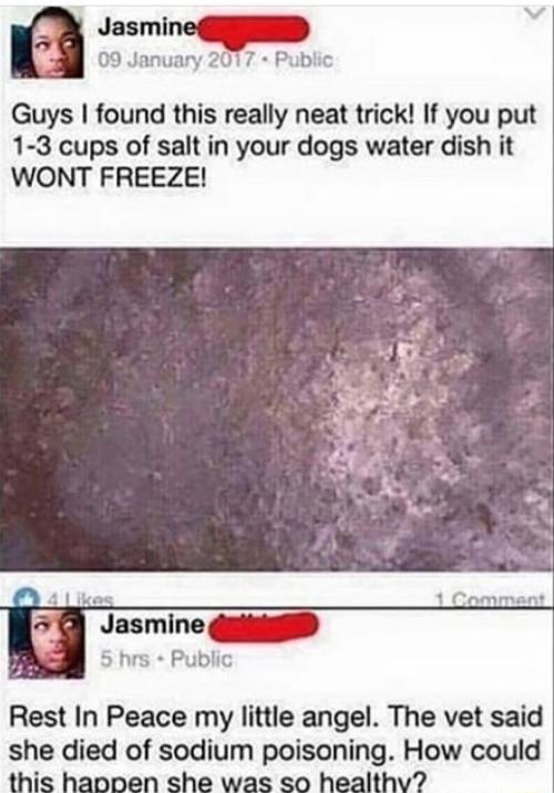 Jasmlneq 09 January 2017 Public Guys found this really neat trick If you put 1 3 cups of salt in your dogs water dish it WONT FREEZE a Jasmlne 5 hrs Public Rest In Peace my little angel The vet said she died of sodium poisoning How could this haopen she was so healthv