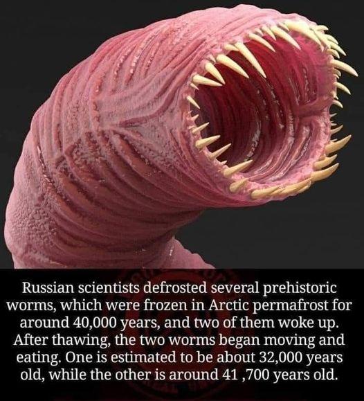 RUESENEE N NS GBI 08 worms which were frozen in Arctic permafrost for around 40000 years and two of them woke up After thawing the two worms began moving and eating One is estimated to be about 32000 years old while the other is around 41700 years old