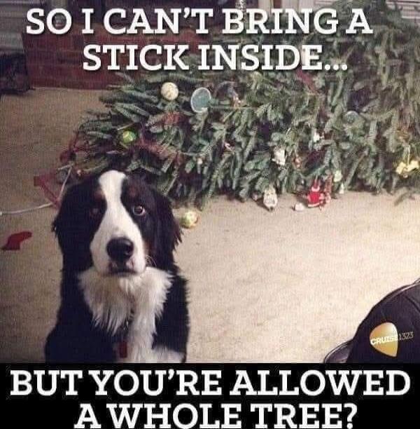 SO I CAN'T BRING A STICK INSIDE... BUT YOU'RE ALLOWED A WHOLE TREE?