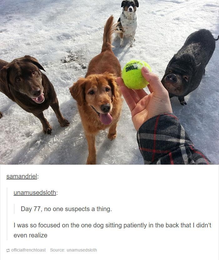 samandriel unamusedsloth Day 77 no one suspects a thing I was so focused on the one dog sitting patiently in the back that didnt even realize
