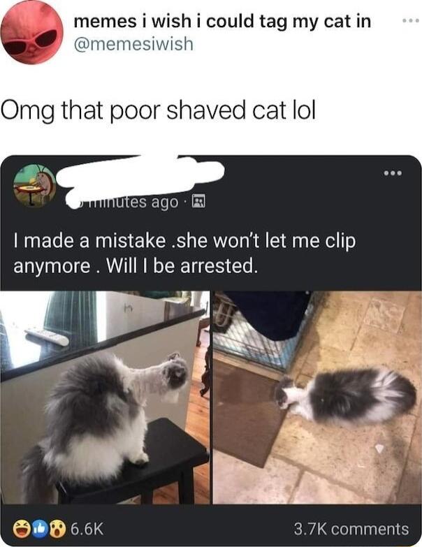 memes i wish i could tag my cat in Omg that poor shaved cat lol esago made a mistake she wont let me clip anymore Will be arrested T XS 37K comments i L y