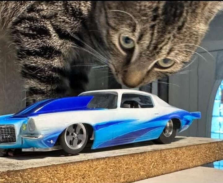 A blue and white scale model car with a real cat leaning over it, inspecting from above.