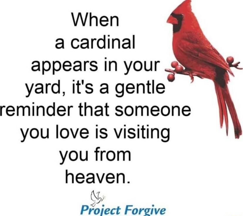 When a cardinal appears in your yard its a gentle reminder that someone you love is visiting you from heaven 0 Project Forgive