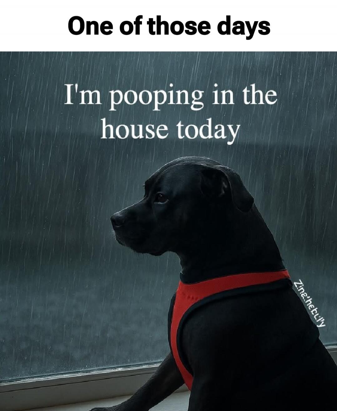 One of those days
I'm pooping in the house today