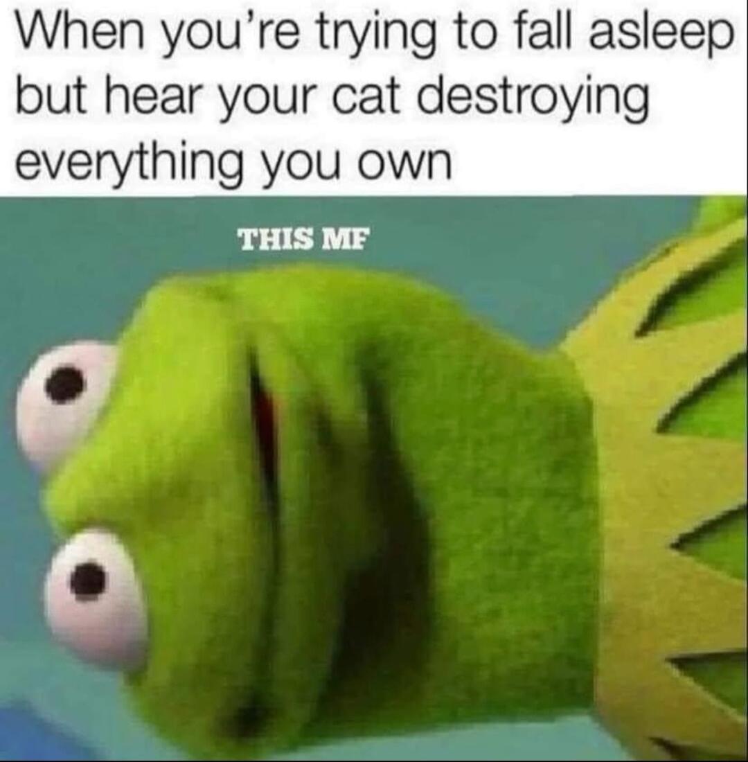 When youre trying to fall asleep but hear your cat destroying everything you own