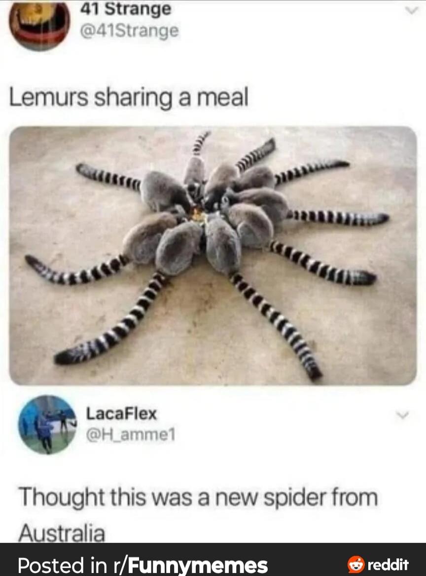41 Strange @41Strange Lemurs sharing a meal LacaFlex @H_amme1 Thought this was a new spider from Australia Posted in r/Funnymemes
