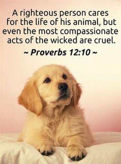 A righteous person cares for the life of his animal, but even the most compassionate acts of the wicked are cruel. ~ Proverbs 12:10 ~