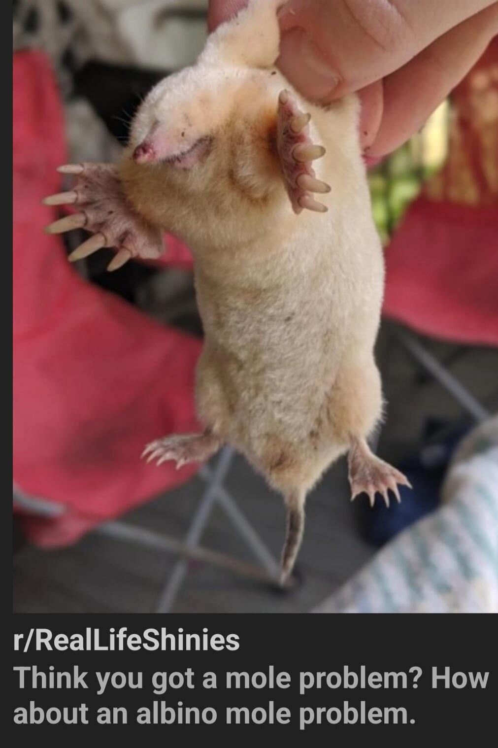 r/RealLifeShinies Think you got a mole problem? How about an albino mole problem.
