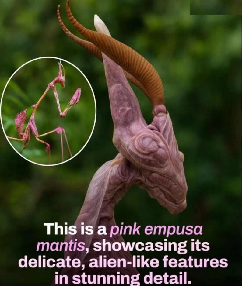 This is a pink empusa mantis, showcasing its delicate, alien-like features in stunning detail.