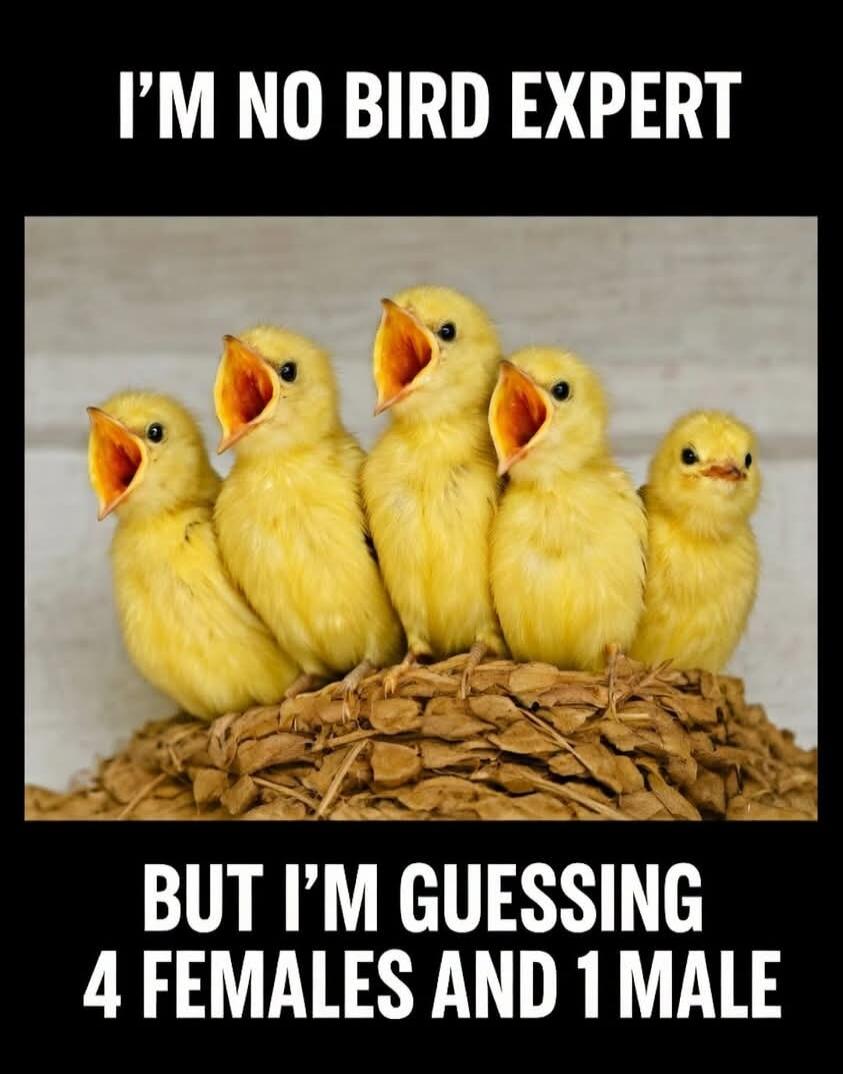 I'M NO BIRD EXPERT BUT I'M GUESSING 4 FEMALES AND 1 MALE