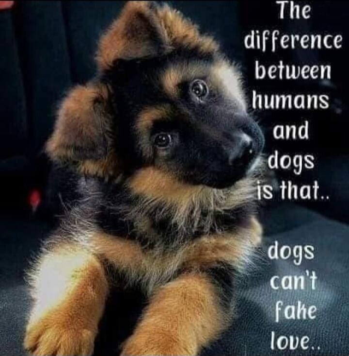 The difference between humans and dogs is that.. dogs can't fake love..