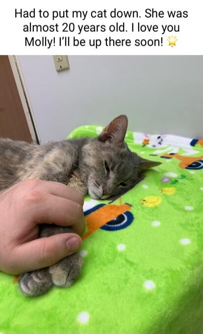 Had to put my cat down She was almost 20 years old love you Molly Ill be up there soon