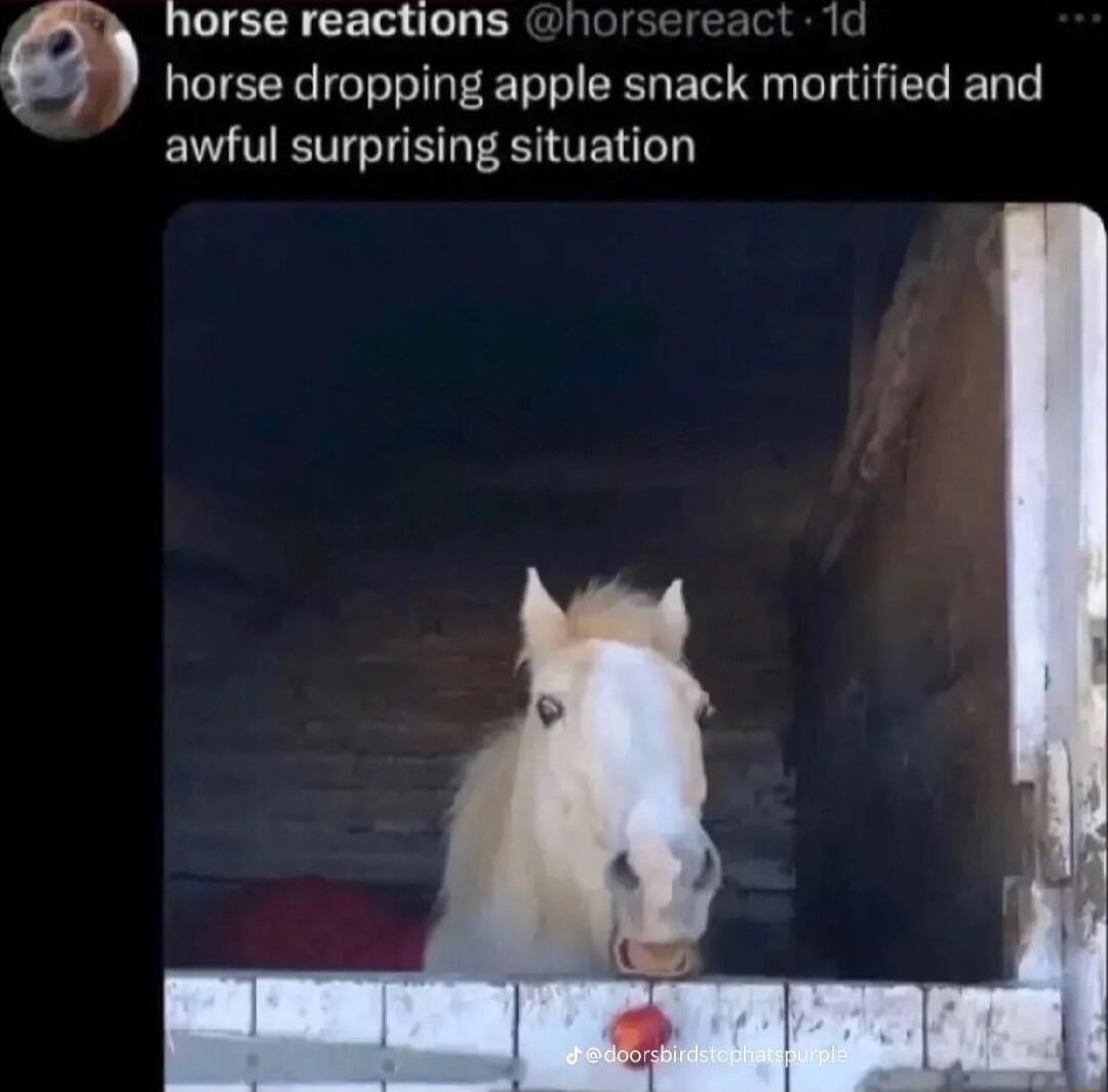 horse reactions horsereact ld horse dropping apple snack mortified and awful surprising situation