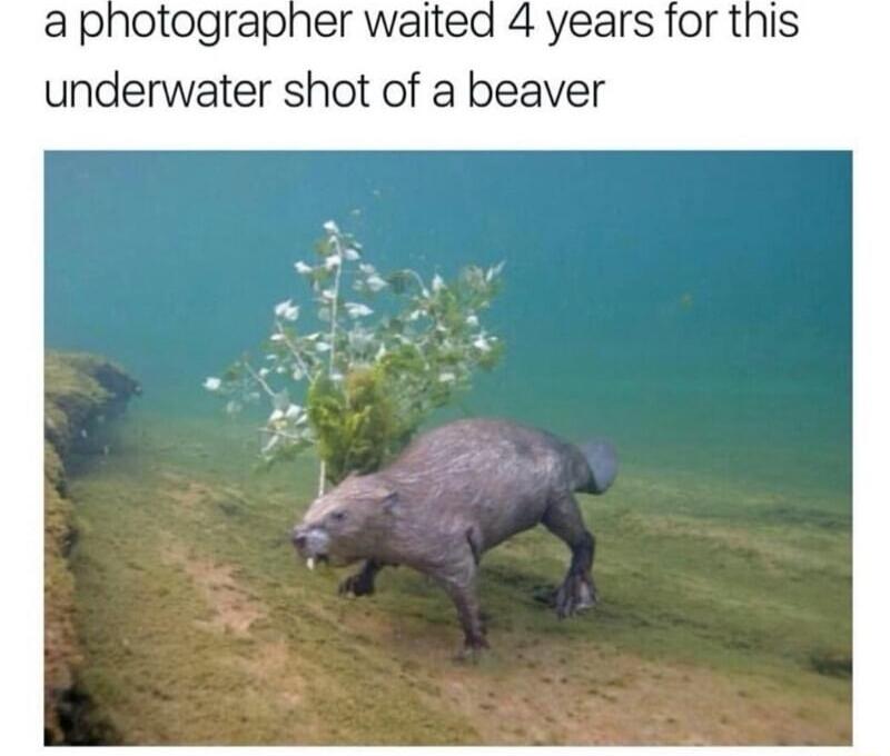 a photographer waited 4 years for this underwater shot of a beaver