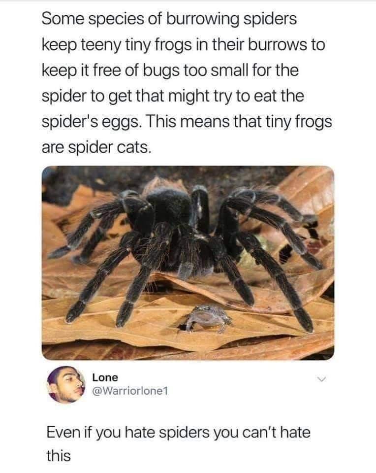 Some species of burrowing spiders keep teeny tiny frogs in their burrows to keep it free of bugs too small for the spider to get that might try to eat the spiders eggs This means that tiny frogs are spider cats Lone Warriorlone1 Even if you hate spiders you cant hate this