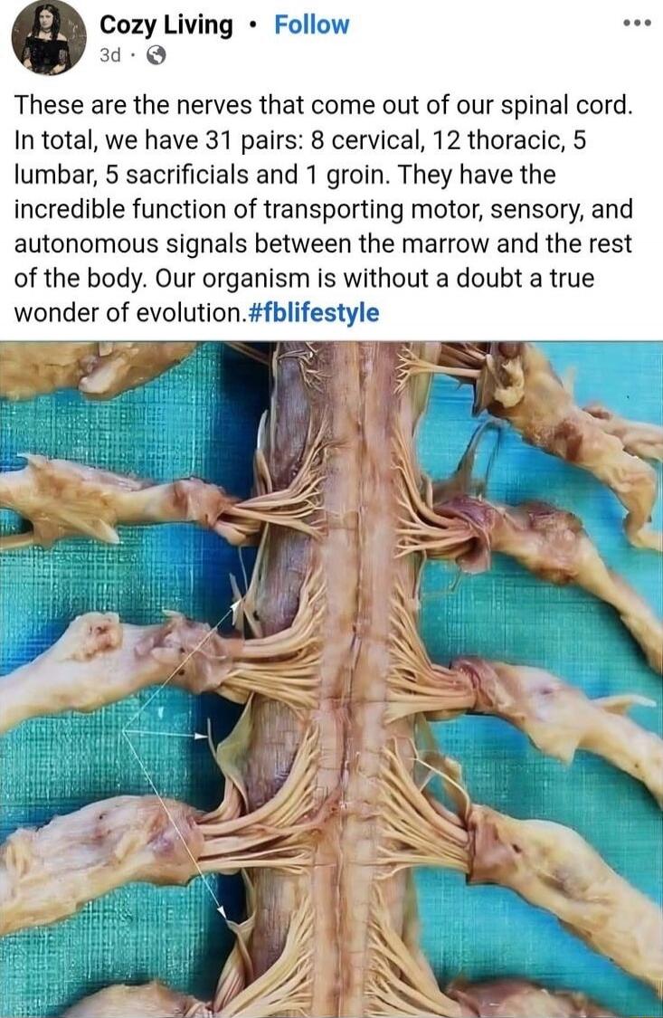 Cozy Living • Follow
These are the nerves that come out of our spinal cord. In total, we have 31 pairs: 8 cervical, 12 thoracic, 5 lumbar, 5 sacrificals and 1 groin. They have the incredible function of transporting motor, sensory, and autonomous signals between the marrow and the rest of the body. Our organism is without a doubt a true wonder of evolution.#fblifestyle