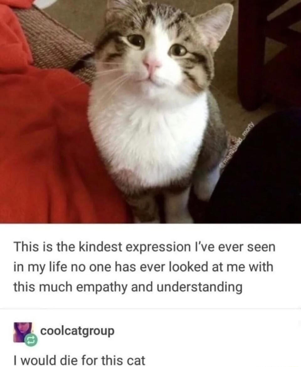 This is the kindest expression Ive ever seen in my life no one has ever looked at me with this much empathy and understanding g coolcatgroup would die for this cat