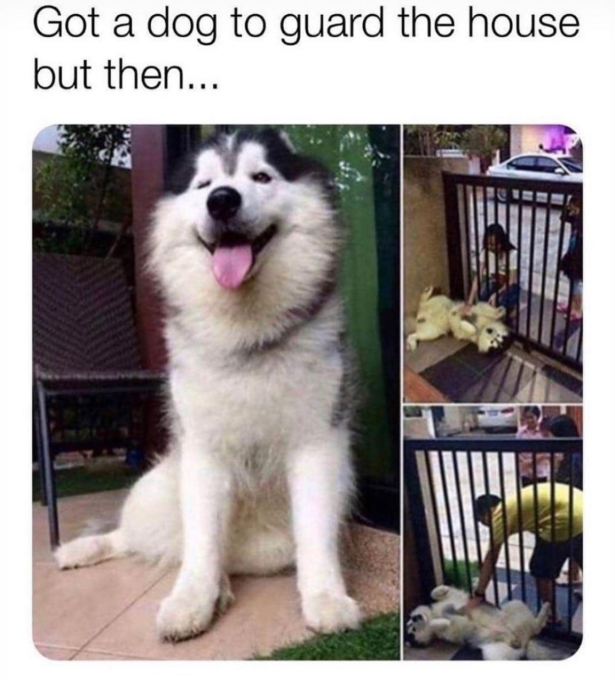 Got a dog to guard the house but then