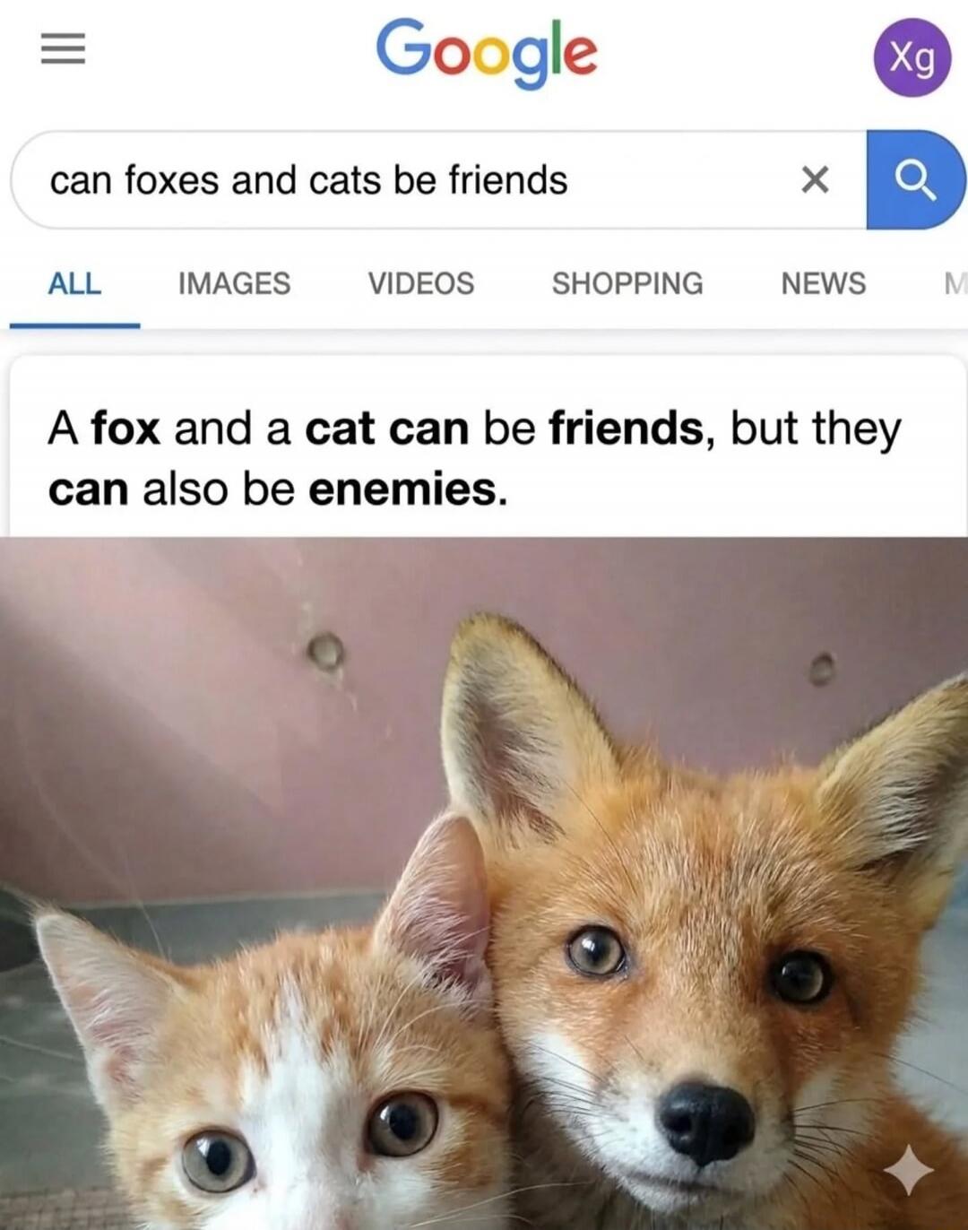Google can foxes and cats be friends A fox and a cat can be friends, but they can also be enemies.