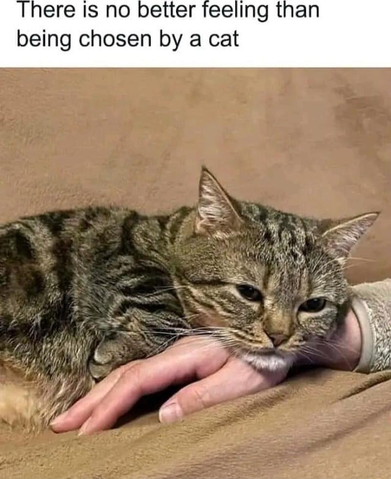 ere Is no better feeling than being chosen by a cat