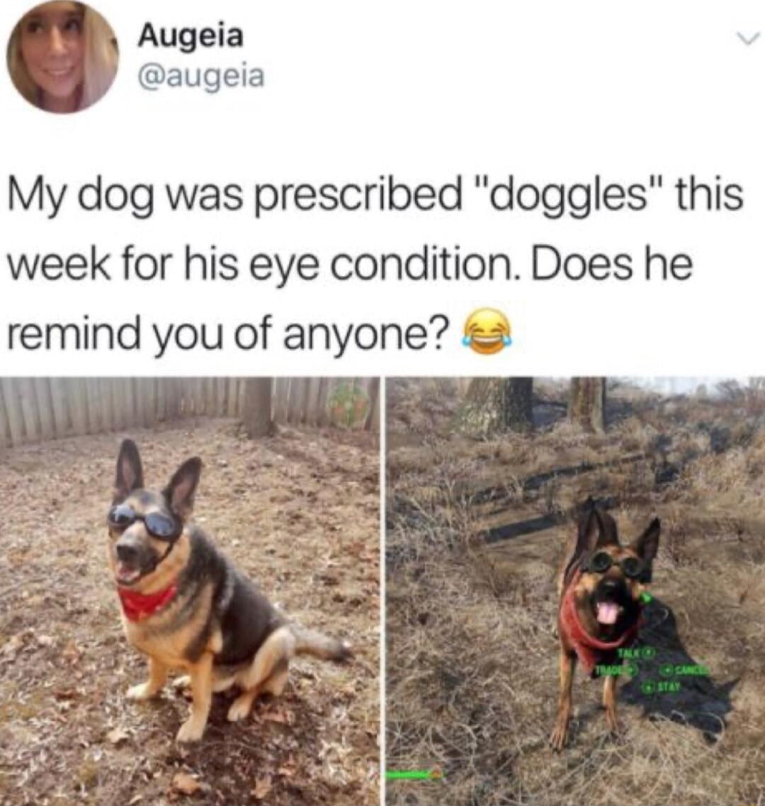 Augeia augeia My dog was prescribed doggles this week for his eye condition Does he remind you of anyone