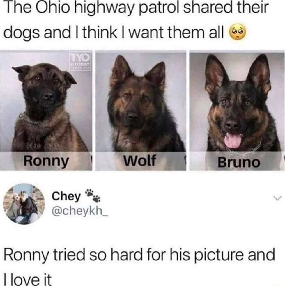 Ihe Onio highway patrol shared their dogs and think want them all LB chey cheykh_ Ronny tried so hard for his picture and love it