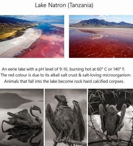 Lake Natron Tanzania An eerie lake with a pH level of 9 10 burning hot at 60 C or 140 F The red colour is due to its alkali salt crust salt loving microorganism Animals that fall into the lake become rock hard calcified corpses